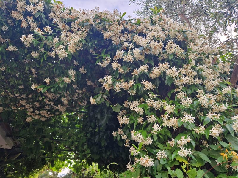 Raznolikost mediteranskog bilja i začina