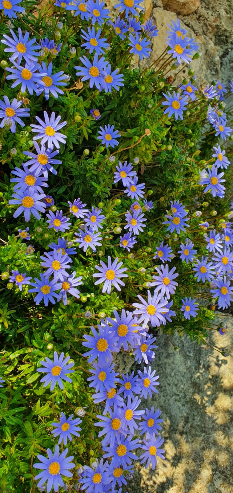 Raznolikost mediteranskog bilja i začina