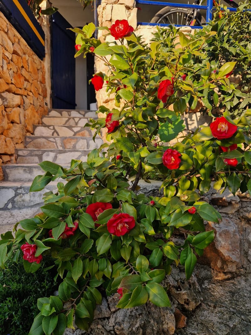 Raznolikost mediteranskog bilja i začina