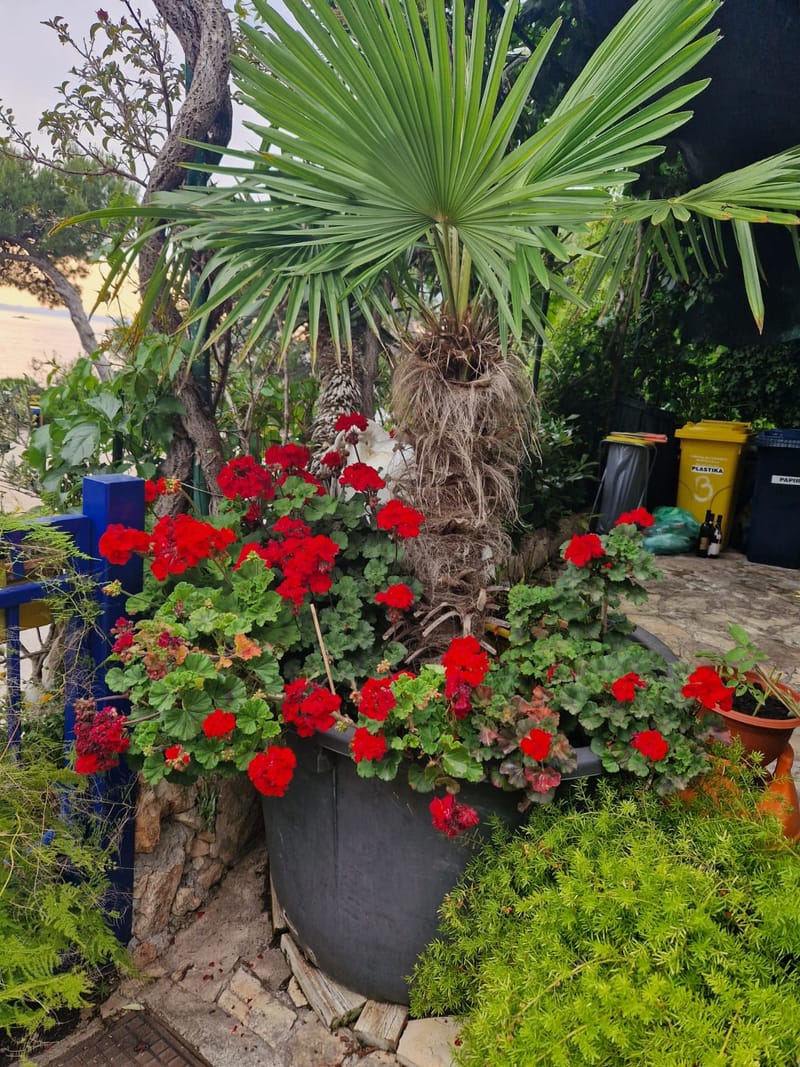 Raznolikost mediteranskog bilja i začina