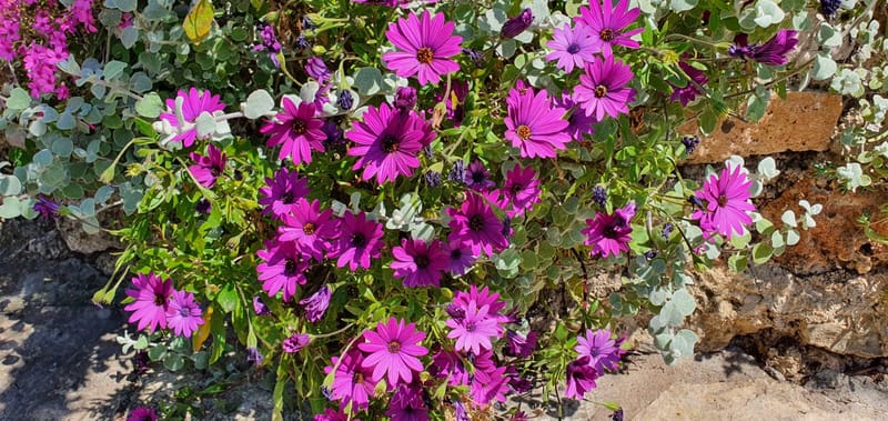 Raznolikost mediteranskog bilja i začina