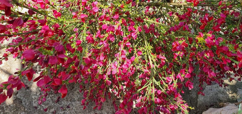 Raznolikost mediteranskog bilja i začina