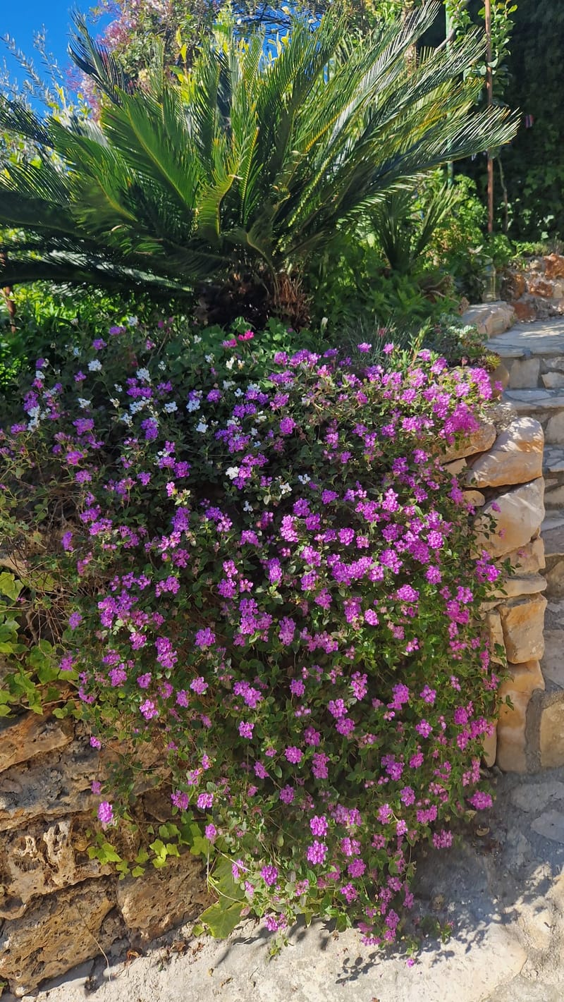 Raznolikost mediteranskog bilja i začina