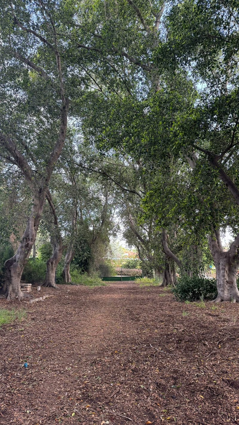 תודעת היער - 🌳🍁 ריטריט למען העצים