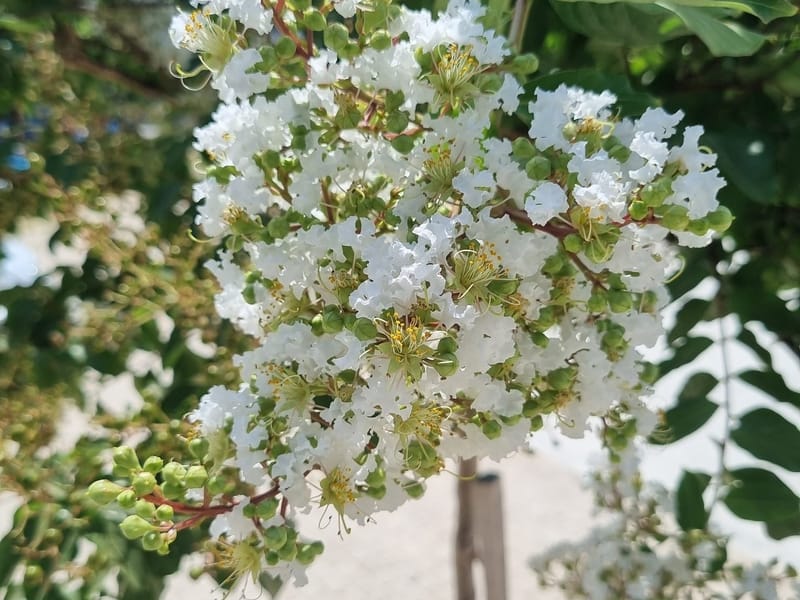 סיור היסטורי 2.0 בממלכת העצים של מגדיאל