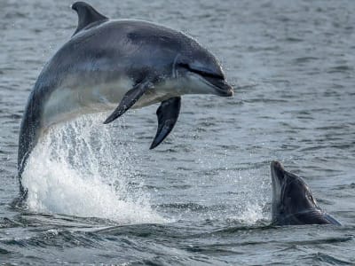 BOAT TRIPS IN THE BAY