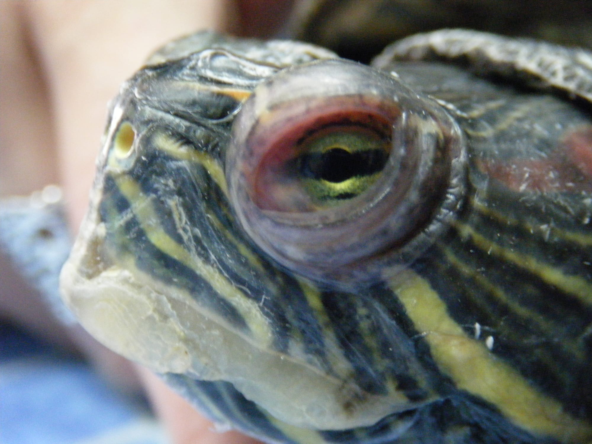 Una Esperanza para la Salud Visual de las Mascotas o Animales
