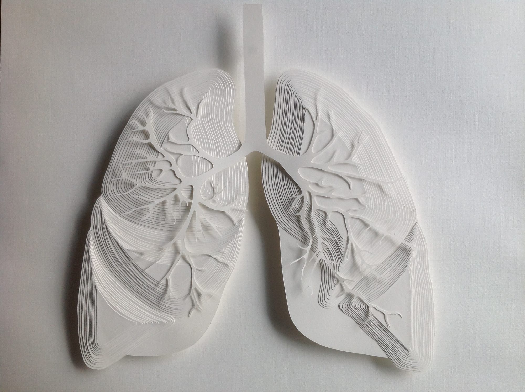 Topography of a lung