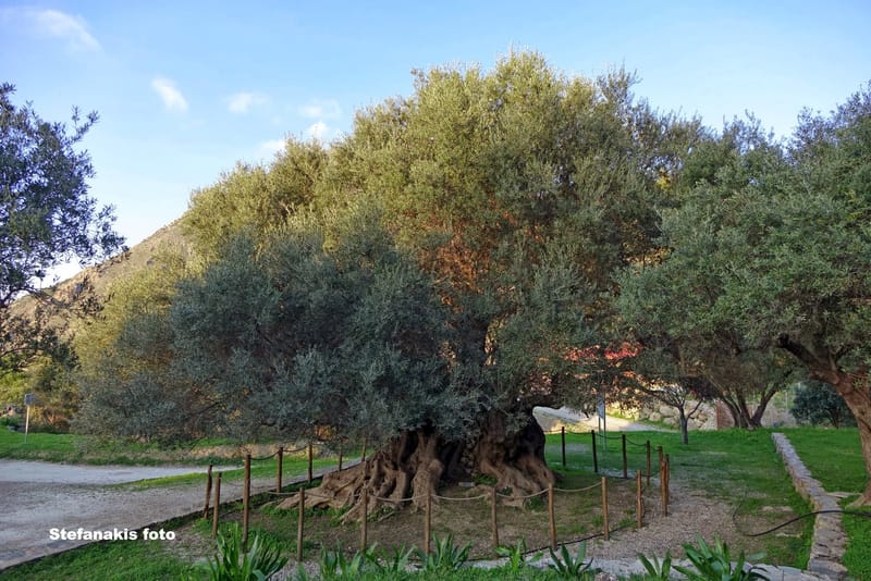 The Oldest Olive Tree in the World: A Living Testament to Crete's Rich Heritage