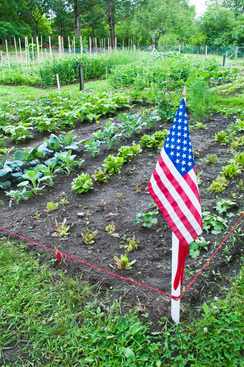 Veggies for Veterans