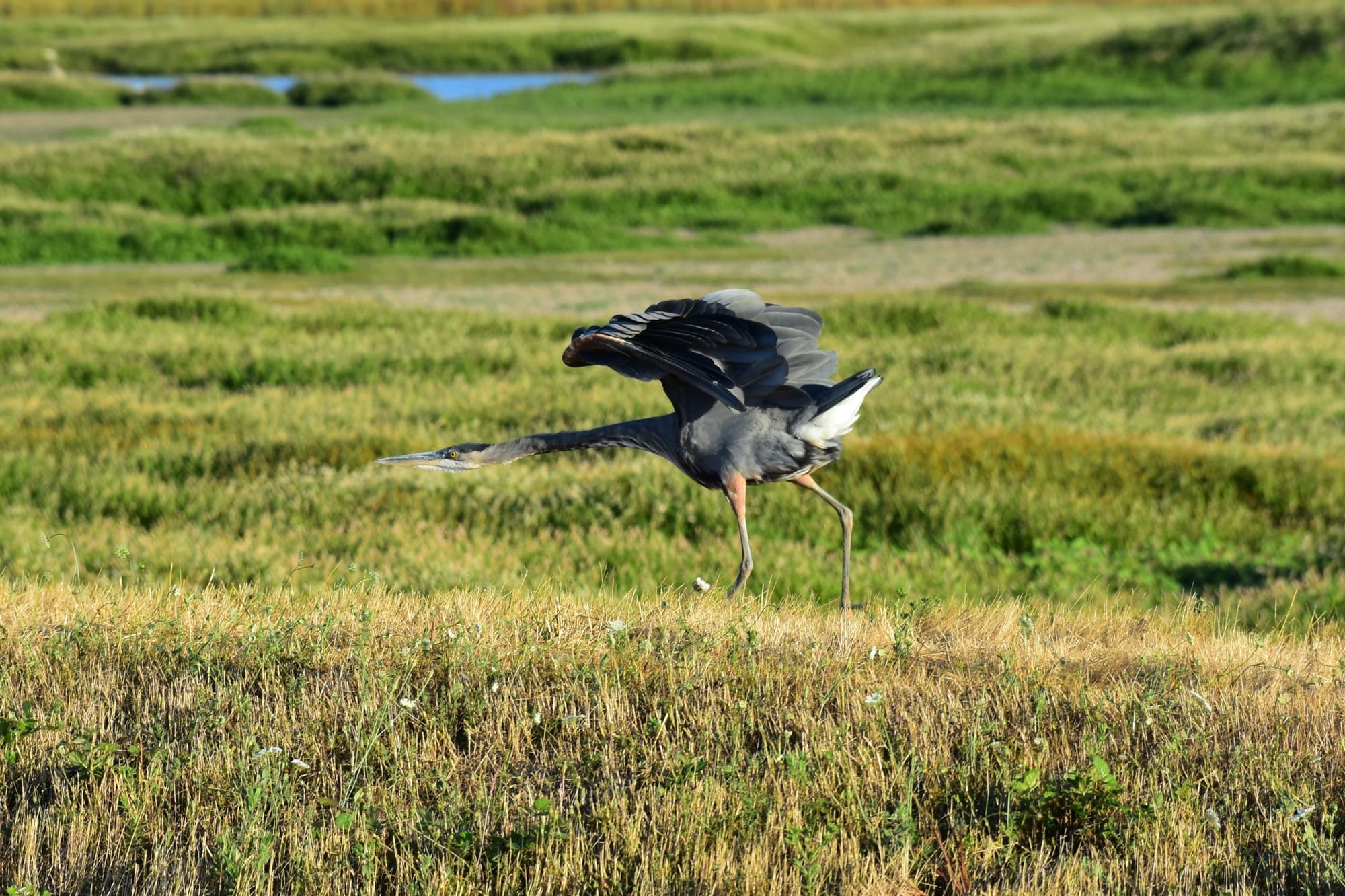 Great Blue Heron