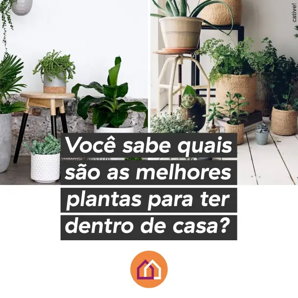 Lugar de planta também é dentro de casa!