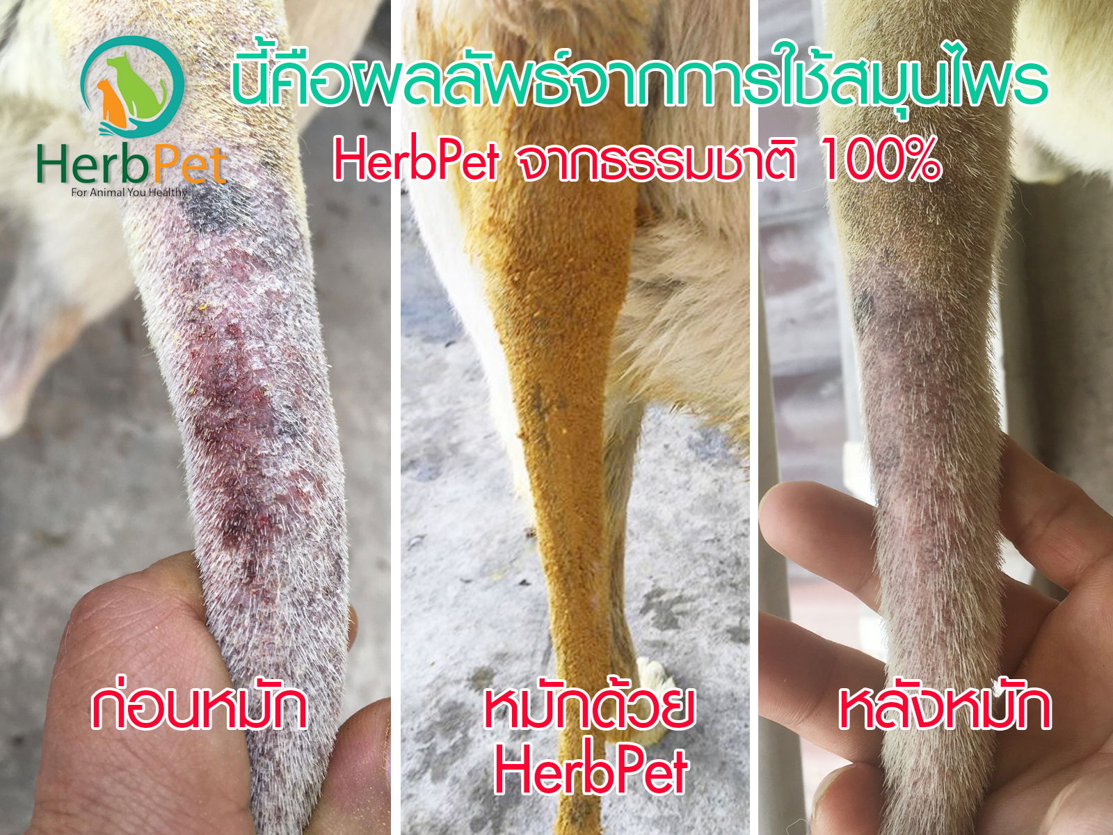รีวิวหมักสมุนไพรที่หางติดเชื้อโรคเรื้อน
