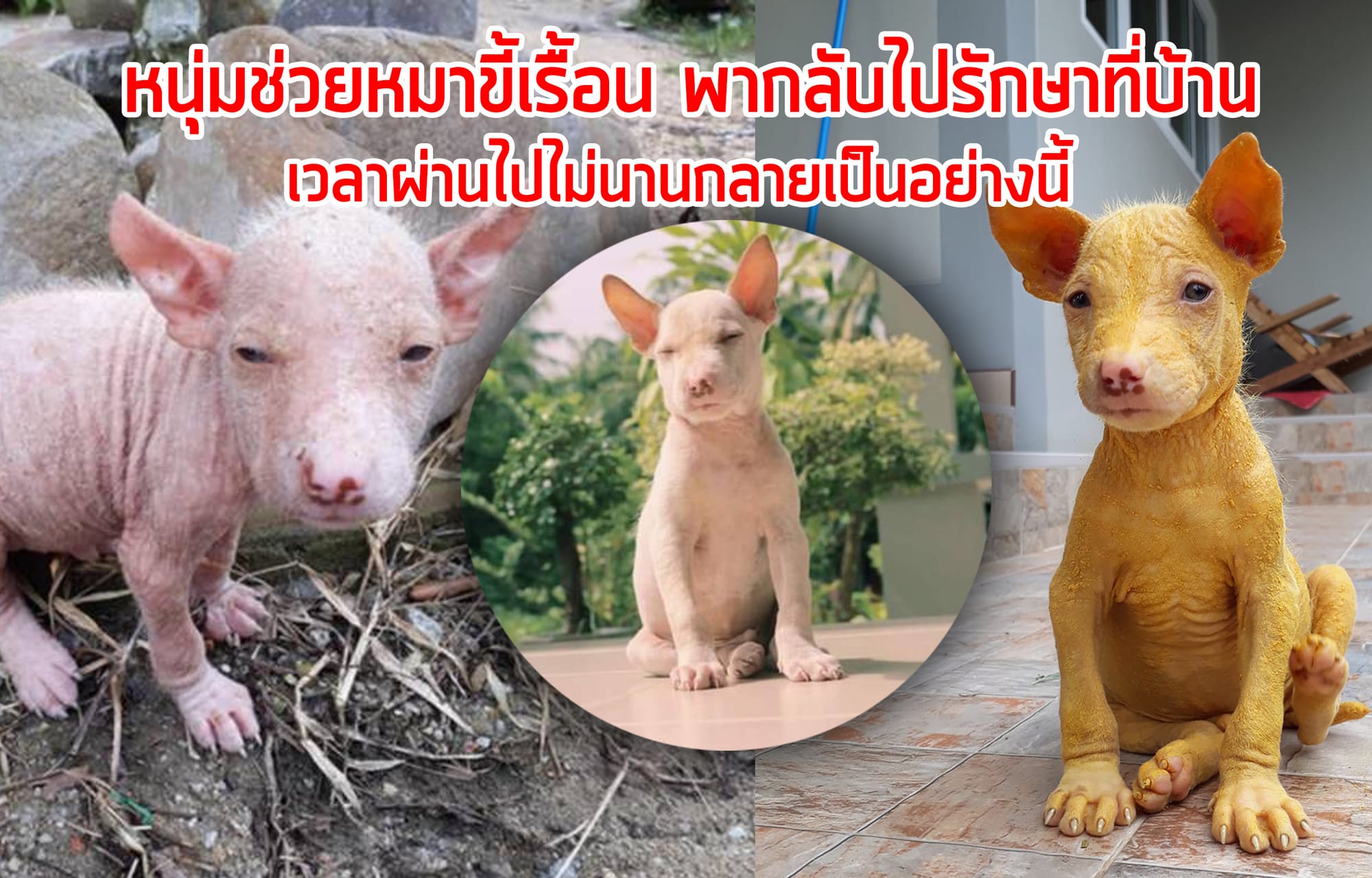 หนุ่มช่วยหมาขี้เรื้อน พากลับไปรักษาที่บ้าน เวลาผ่านไปไม่นานกลายเป็นอย่างนี้