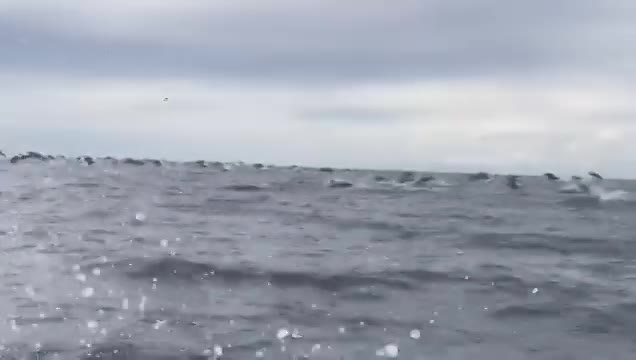 Delfines en acción