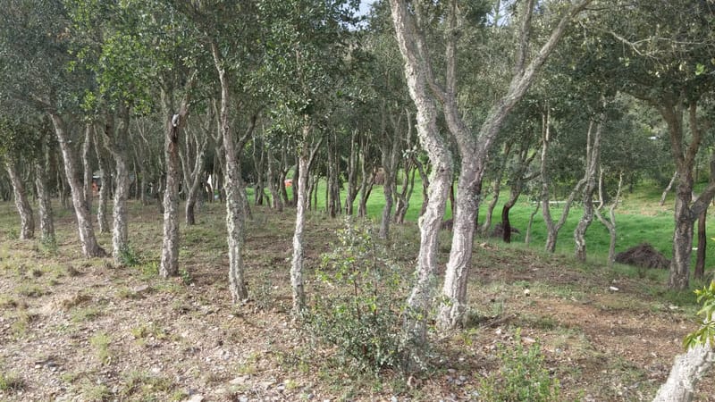 Operações Florestais
