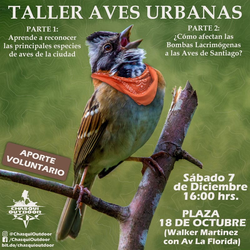 Taller de Aves Urbanas