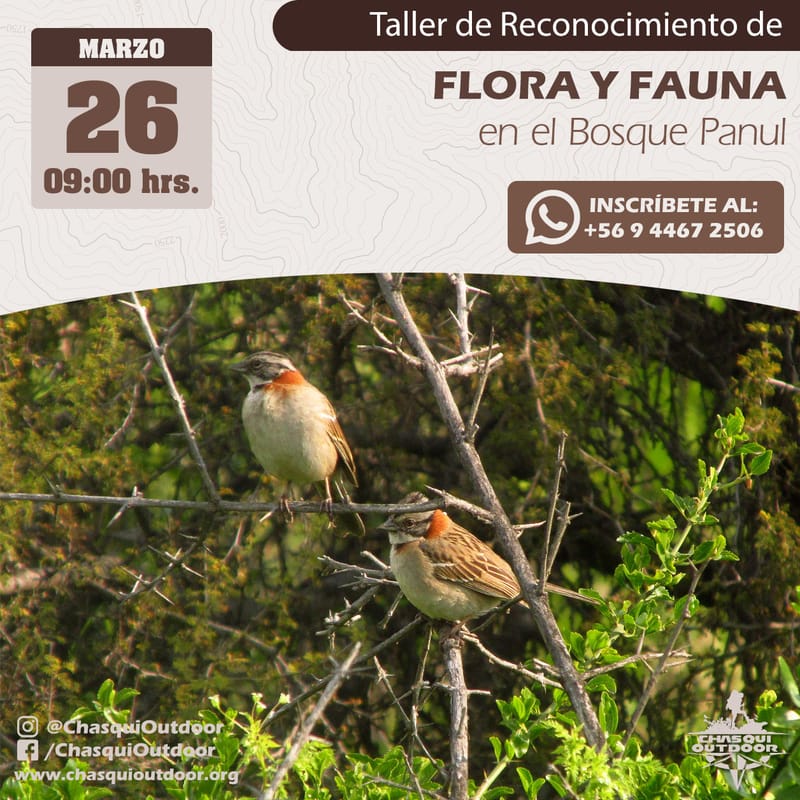 Taller Reconocimiento de Flora y Fauna en el Bosque Panul