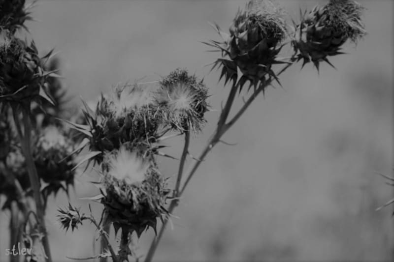 ניווט בדד (סיפור של קיץ)