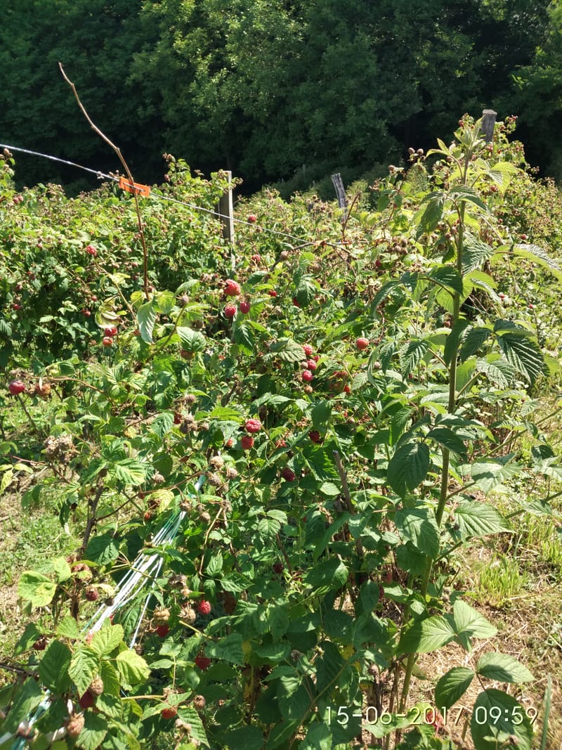 רכבת, הרים - פרק א' - סרביה