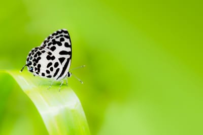 מעולם לא חבו רבים כל כך חוב גדול כל כך...
