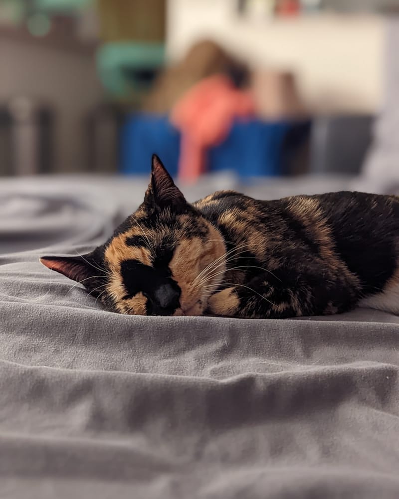 Pets