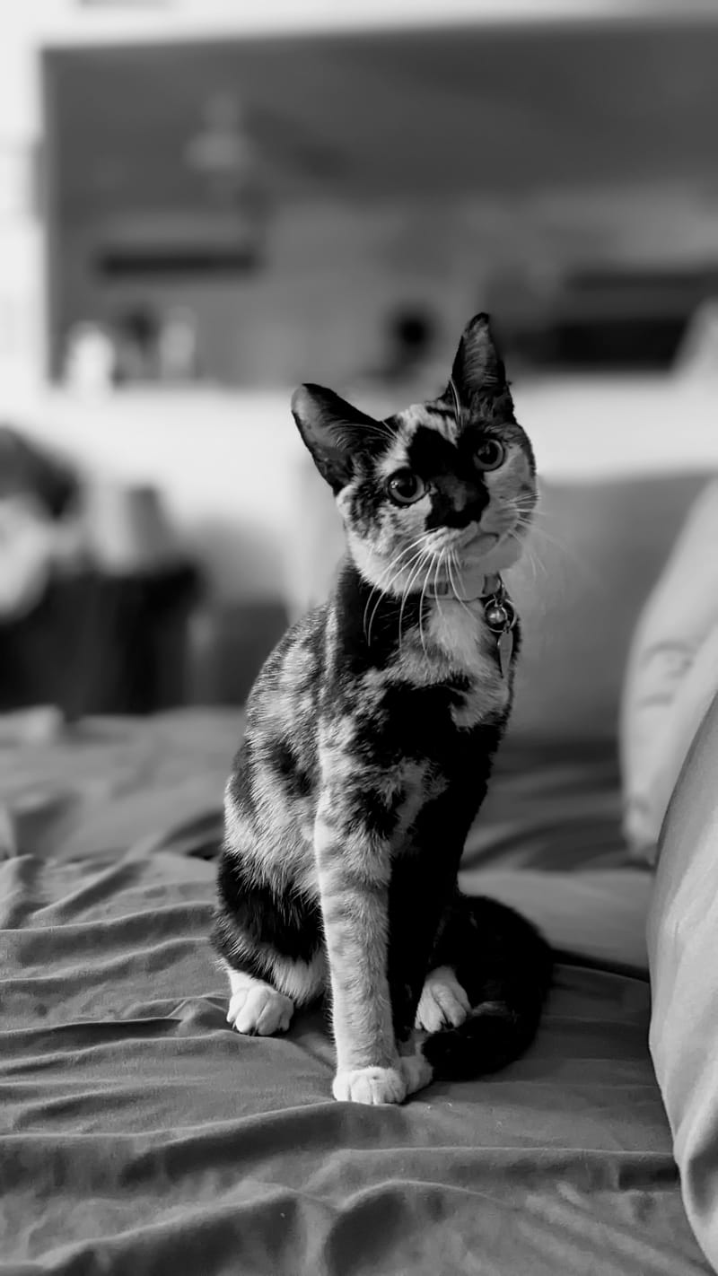 Pets