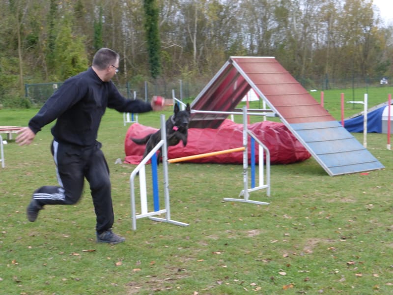 COURS D'AGILITY