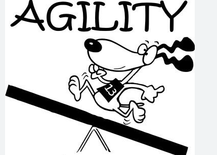 15 ANS EN COMPÉTITION D'AGILITY