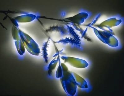 ESSENTIAL OILS AND THE AURIC FIELD