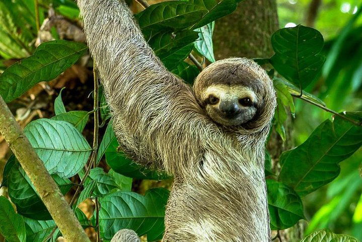 Manuel Antonio National Park is where the rain forest meets the ocean