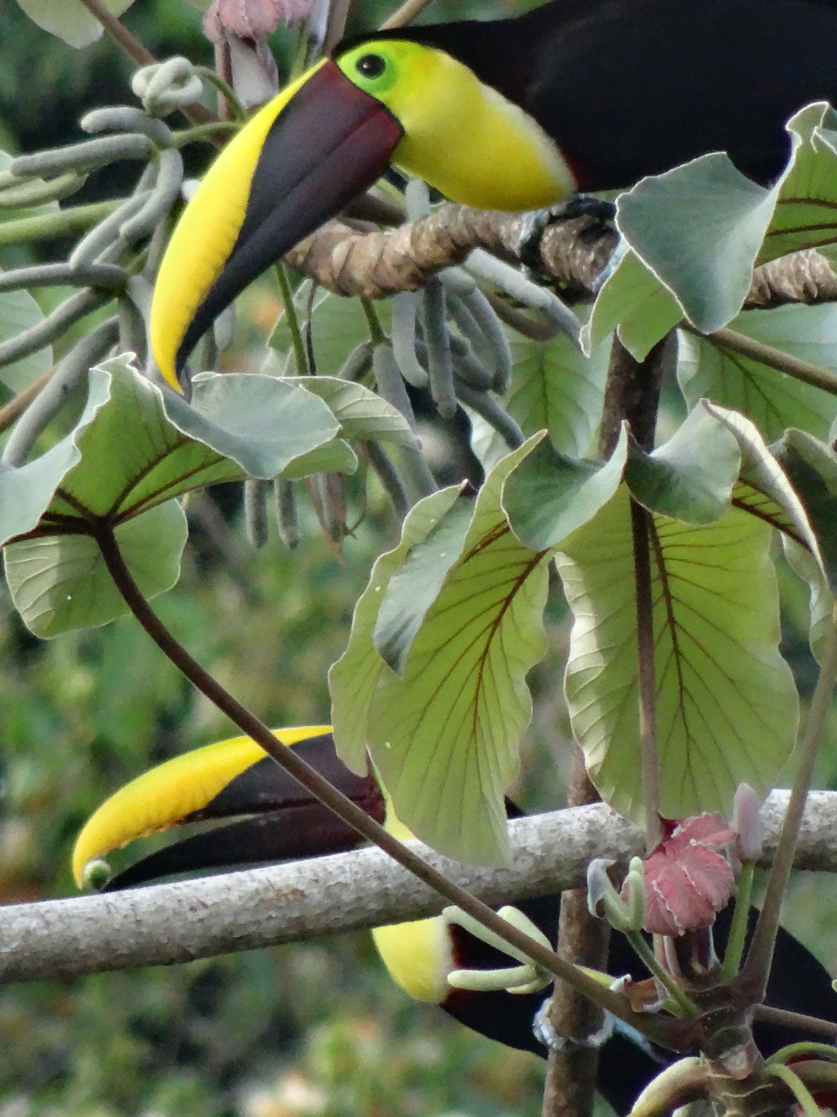 Manuel Antonio National Park is where the rain forest meets the ocean