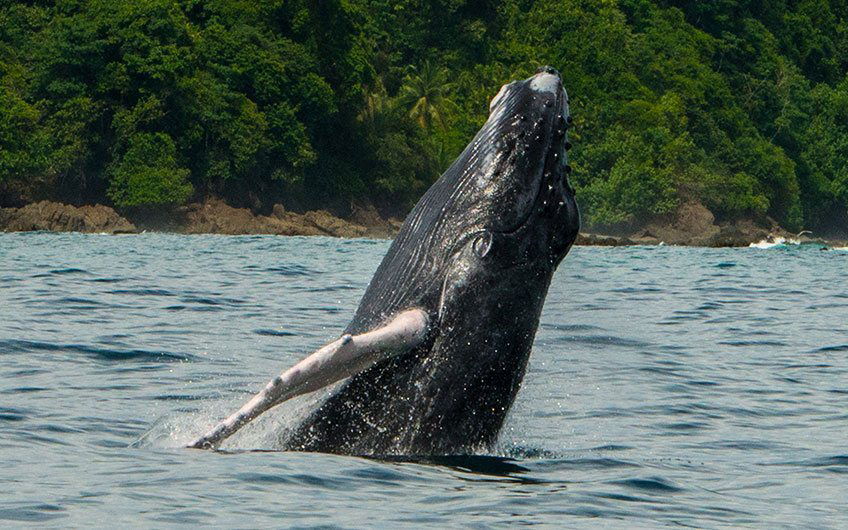 The Humpback Whale Park