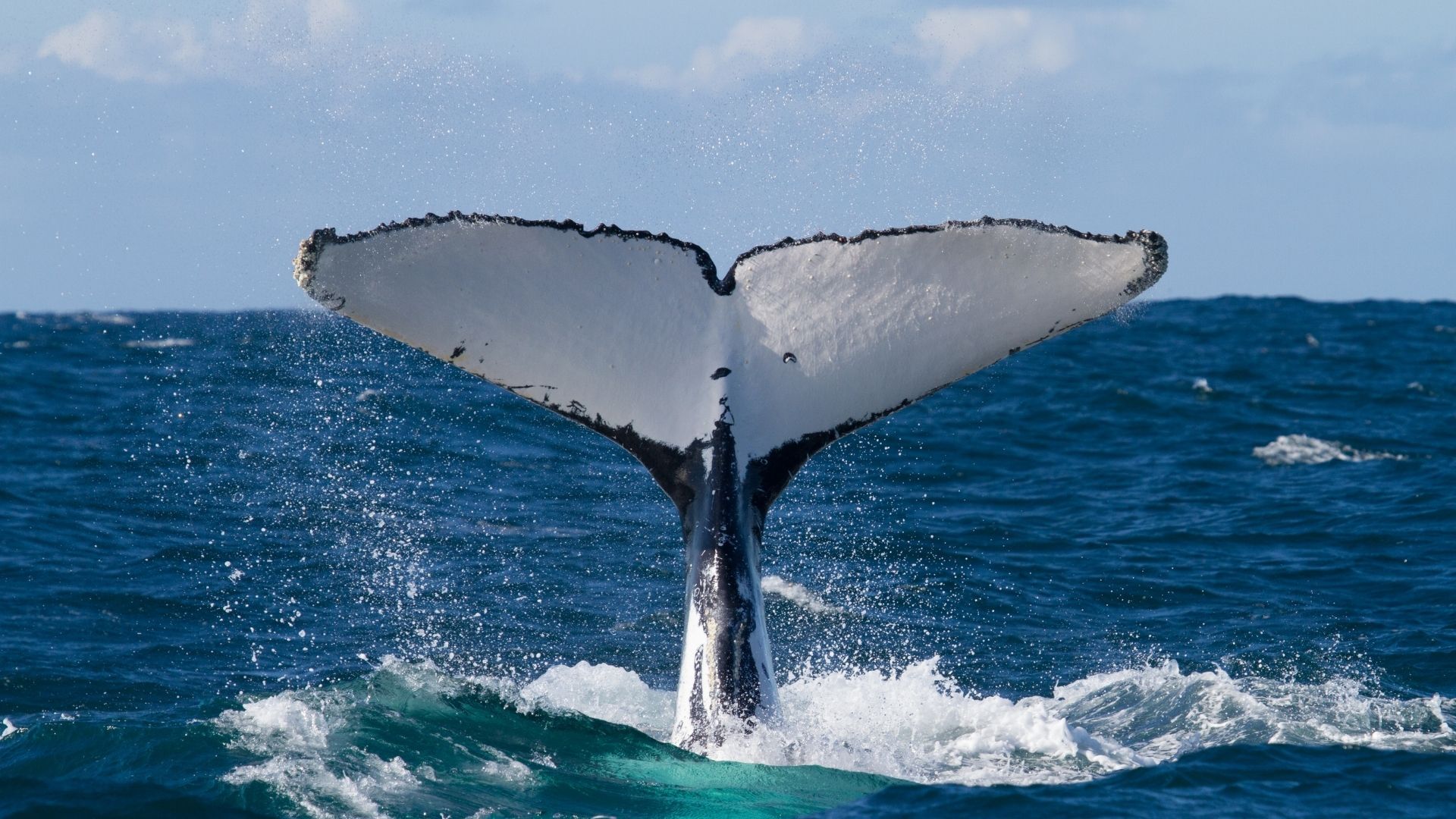 The Humpback Whale Park