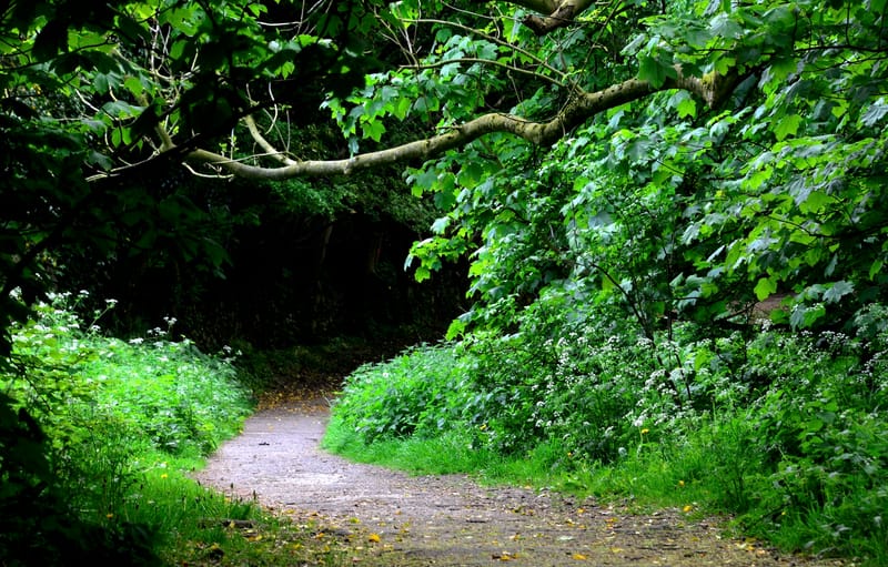 Introduction to The Wandering