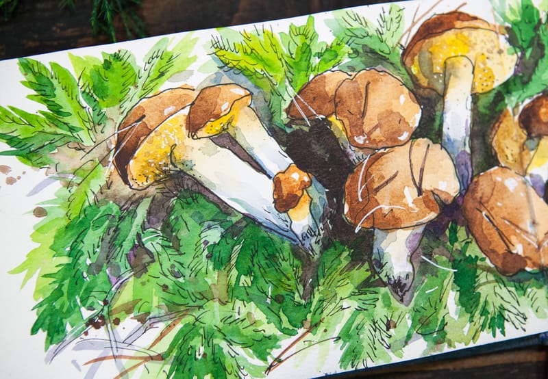 BOLETUS MUSHROOMS