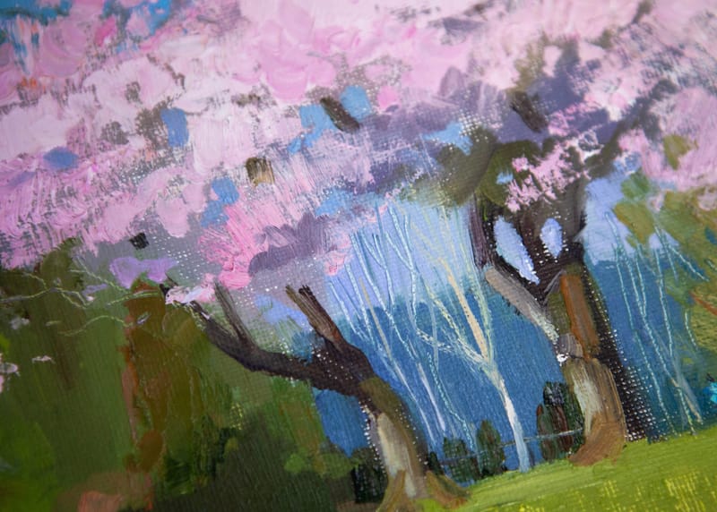 CHERRY BLOSSOM | BURNABY MOUNTAIN PARK