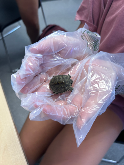 Curriculum and Instruction in Elementary Education: Science