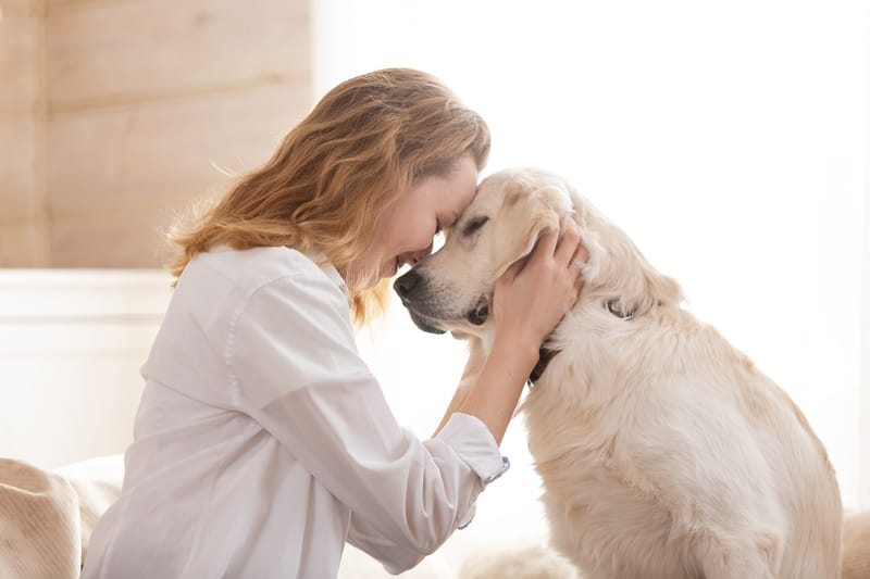 Animal Reiki Session