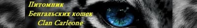 Clan Carleone Cattery