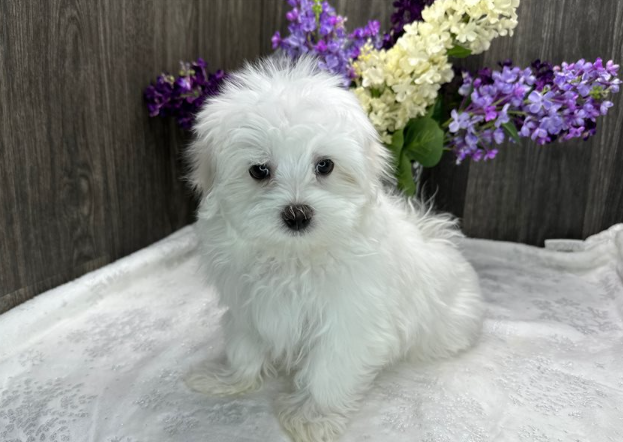 MALTESE - FLOWER GARDEN PUPPIES