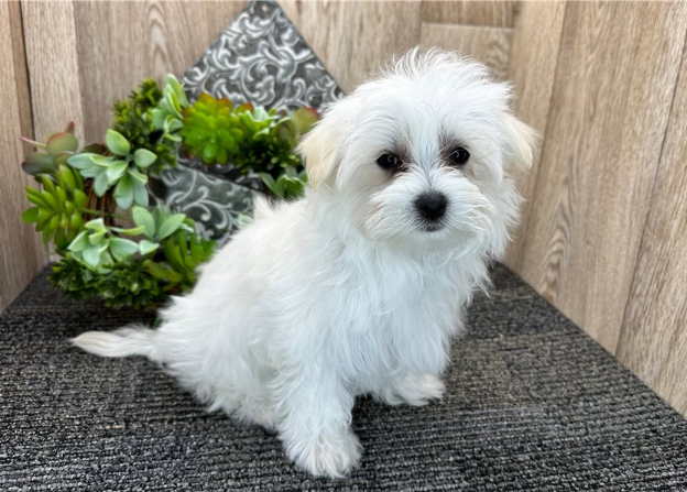 MALTESE - FLOWER GARDEN PUPPIES