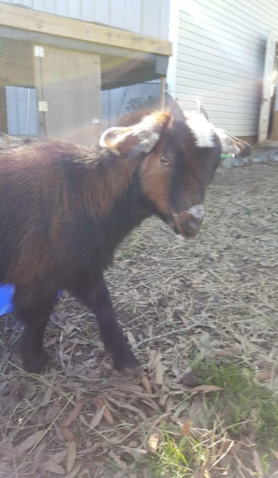 It started with a Girl & a Goat