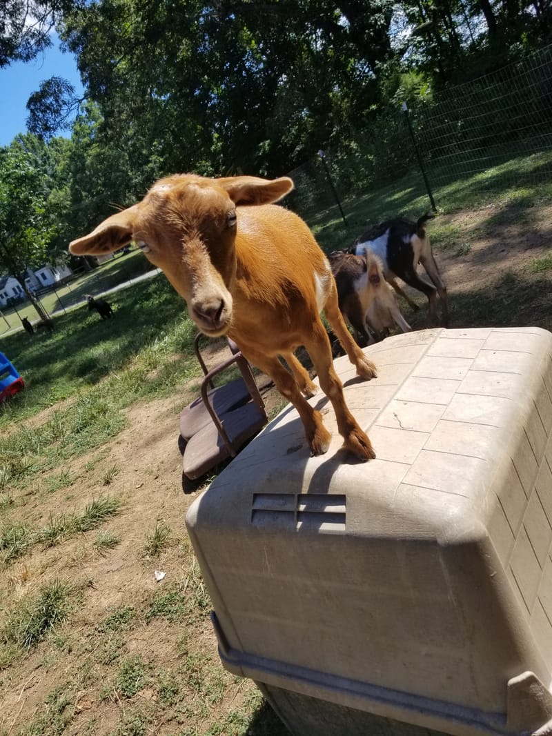 Georgie