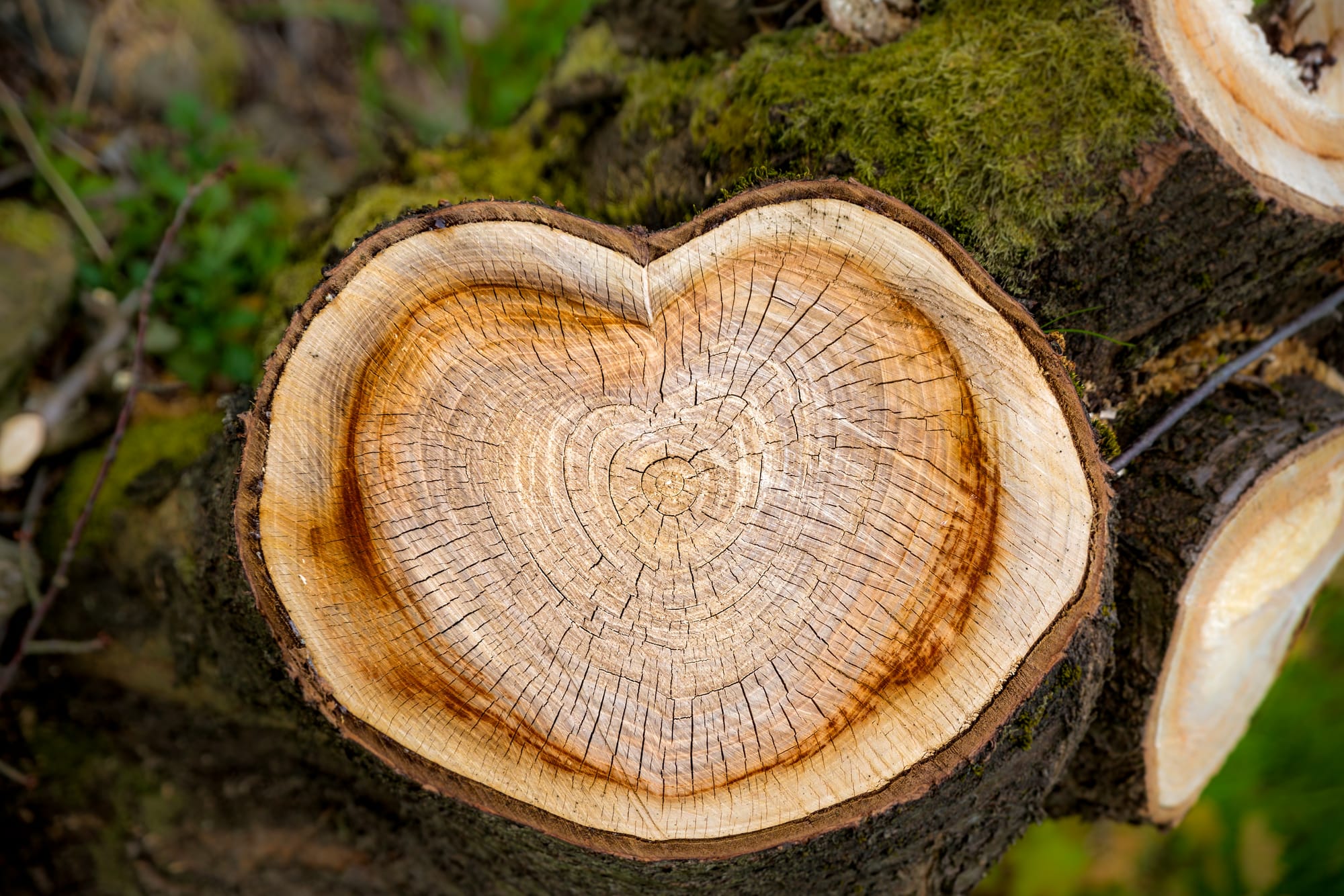 Heartwood