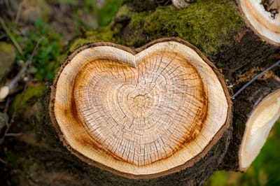Heartwood