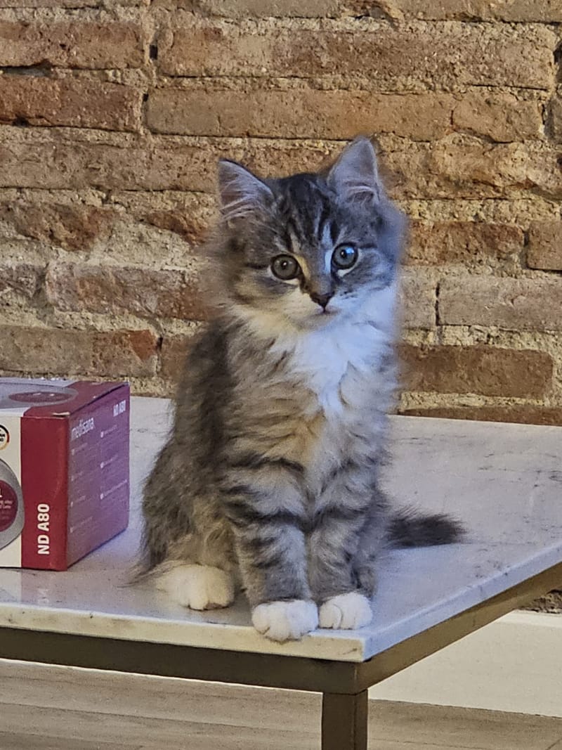 Fripouille est heureux dans sa Famille