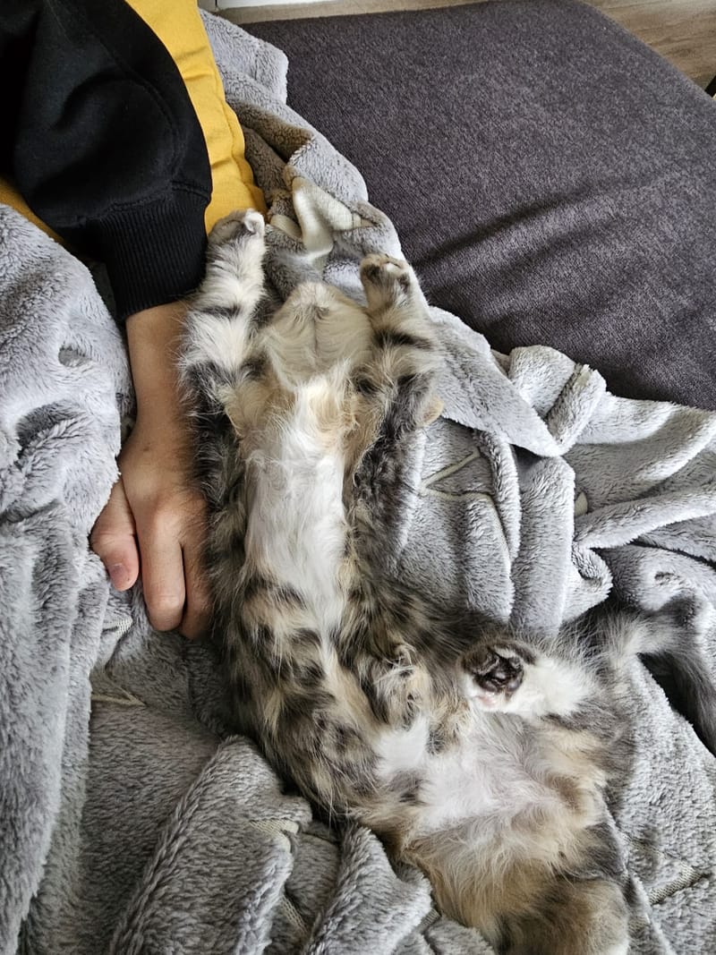 Fripouille est heureux dans sa Famille