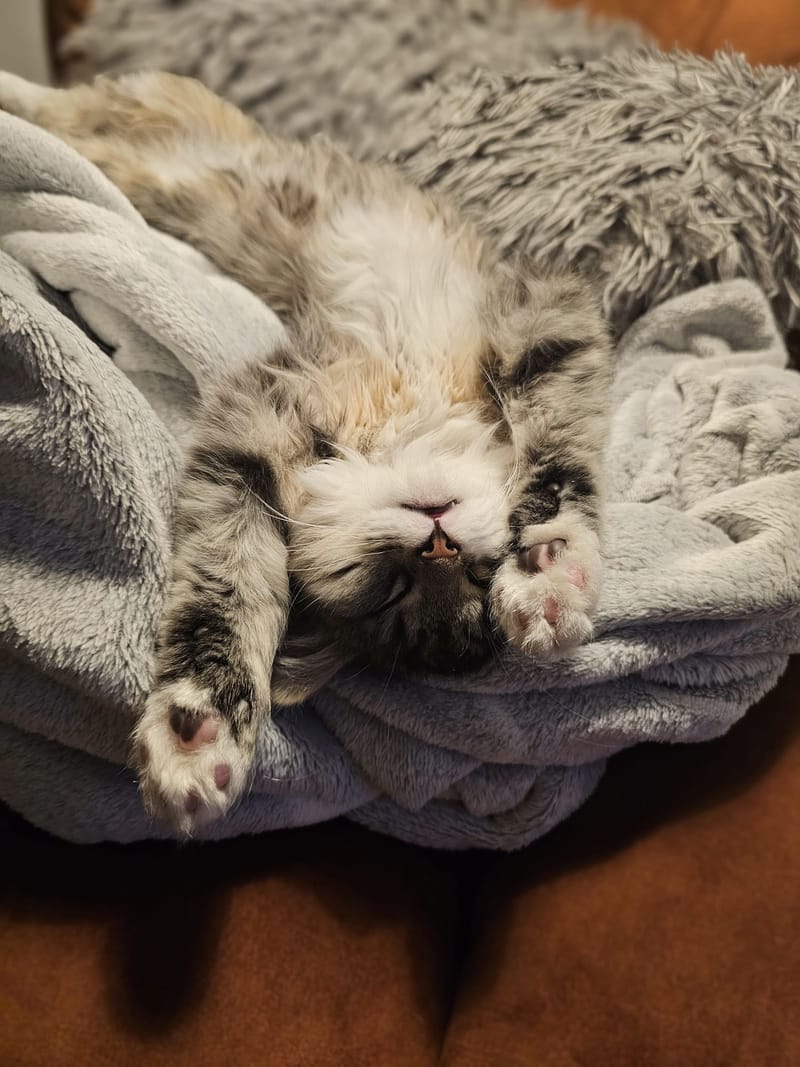 Fripouille est heureux dans sa Famille