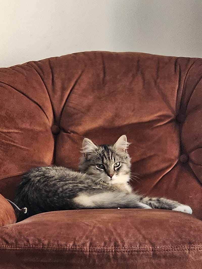 Fripouille est heureux dans sa Famille